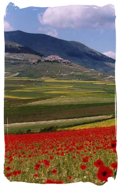 We offer guided walks in the Sibillini. Here Castelluccio and the Piano Grande with its famous summer blooms